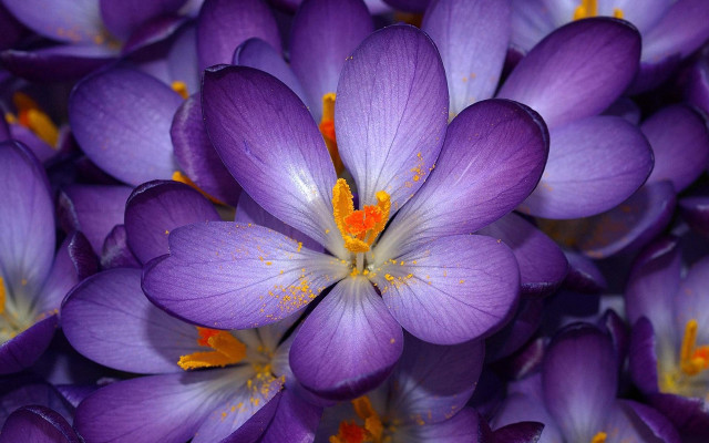 Purple flower closeup yellow stamens free wallpaper for desktop - medium preview image