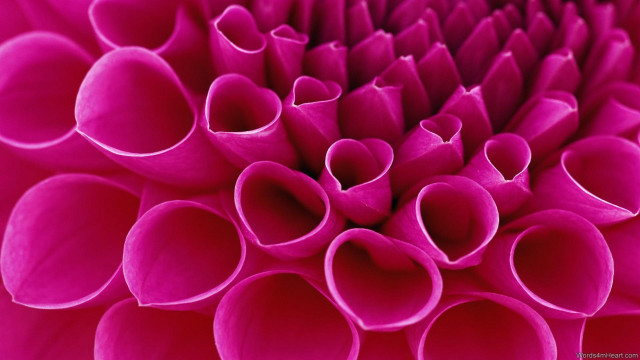 Pink flower close up petals free wallpaper for desktop - medium preview image