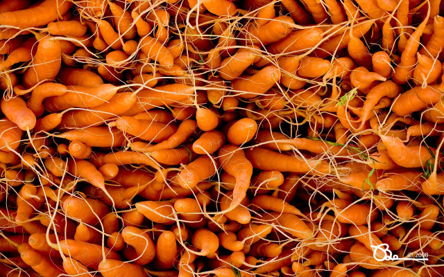 Carrots pile roots high ready free wallpaper for desktop - medium preview image