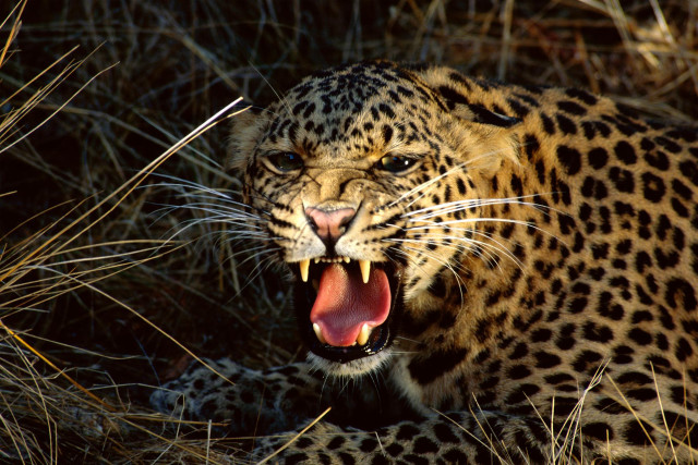 Leopard mouth open teeth wide #4 free wallpaper for desktop - medium preview image