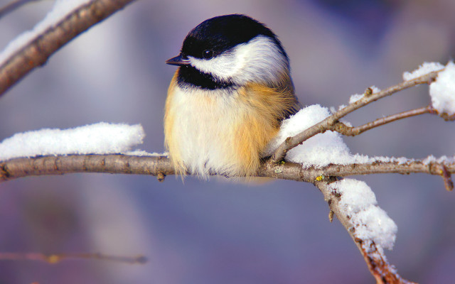 Small bird perched branch snow free wallpaper for desktop - medium preview image