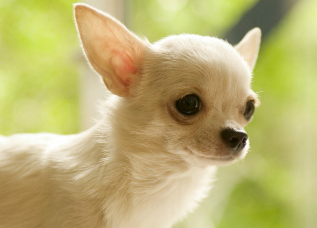 Small white dog brown spot free wallpaper for desktop - medium preview image