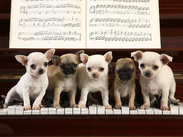 Small dogs piano keyboard sheet free wallpaper for desktop - medium preview image