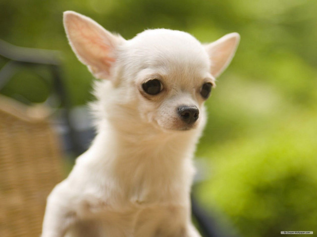 Small white dog wooden chair free wallpaper for desktop - medium preview image