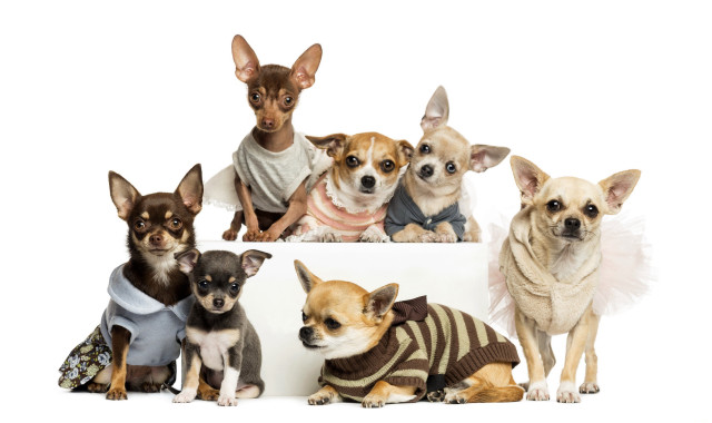 Small dogs group white surface free wallpaper for desktop - medium preview image