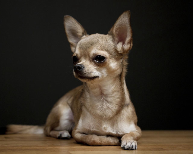 Chihuahua sad dog wooden floor free wallpaper for desktop - medium preview image