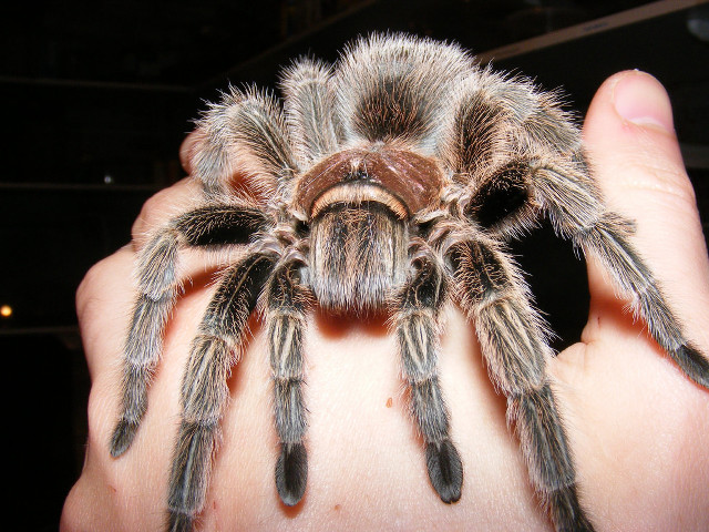 Person holding large spider blurry free wallpaper for desktop - medium preview image