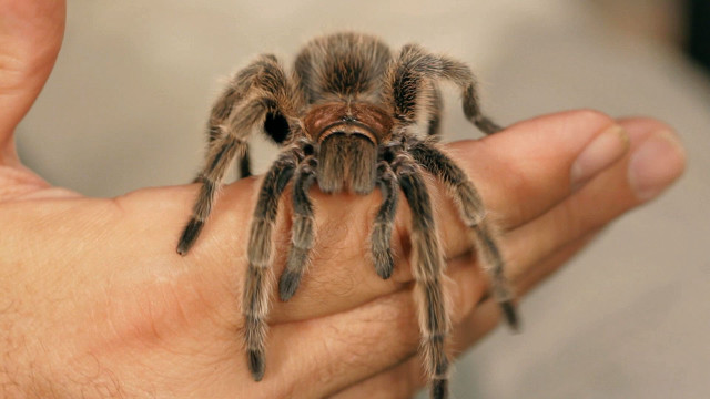 Person holding tarantula realistic 3d free wallpaper for desktop - medium preview image