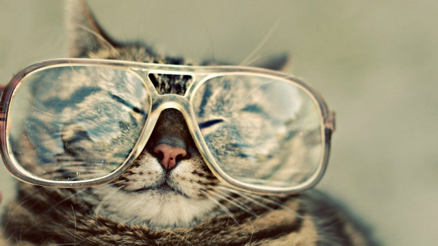Cat glasses closed eyes looking #2 free wallpaper for desktop - medium preview image