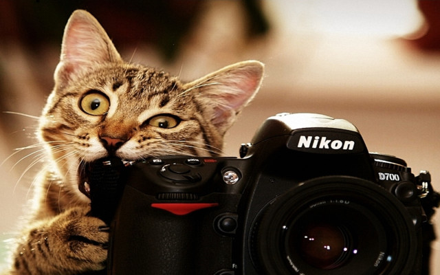 Cat camera macro animal focus free wallpaper for desktop - medium preview image