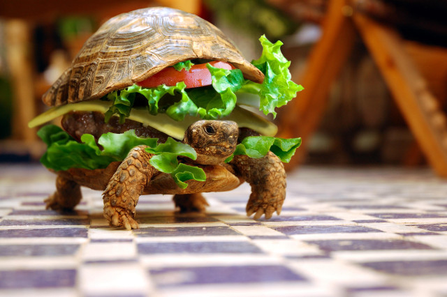 Tortoise eating sandwich tiled floor free wallpaper for desktop - medium preview image