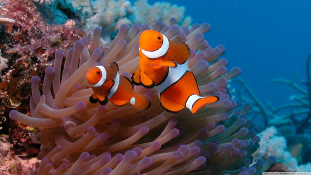 Orange clownfish anemone sea anemone free wallpaper for desktop - medium preview image