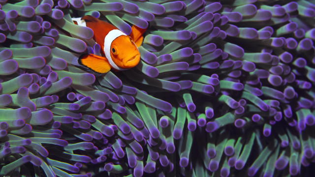 Clown fish hiding purple sea #2 free wallpaper for desktop - medium preview image