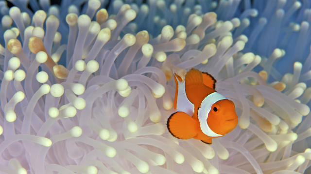 Orange white clownfish anemone domirinic free wallpaper for desktop - medium preview image