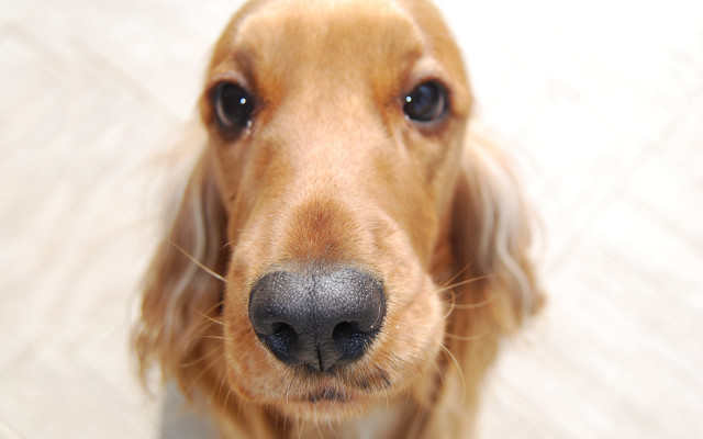 Dog nose fisheye blue eyes free wallpaper for desktop - medium preview image