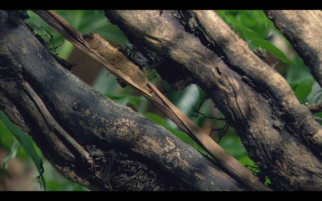 Lizard climbing tree branch forest free wallpaper for desktop - medium preview image