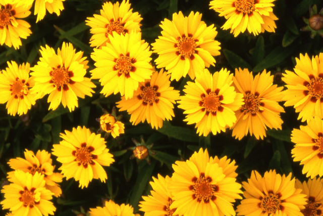 Yellow flowers blooming together in free wallpaper for desktop - medium preview image
