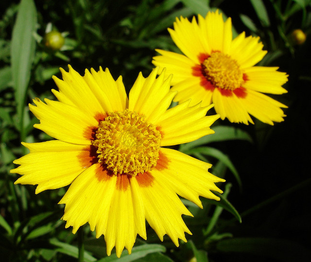 Yellow flower garden blurry macro free wallpaper for desktop - medium preview image