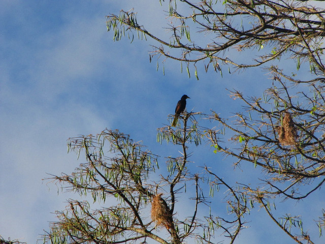Bird tree branch sky background free wallpaper for desktop - medium preview image
