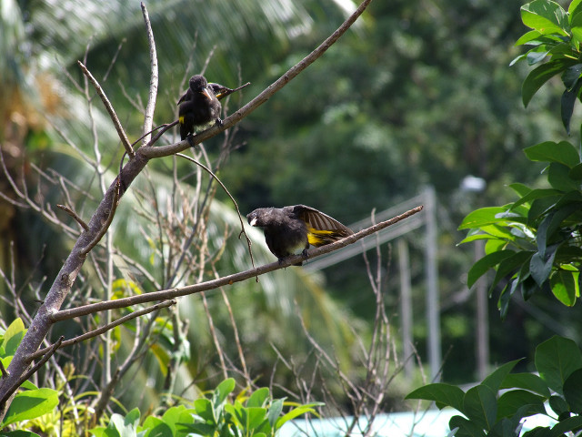 Birds branch tree leaves fence free wallpaper for desktop - medium preview image