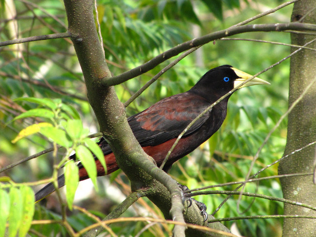 Yellow beak bird on branch free wallpaper for desktop - medium preview image