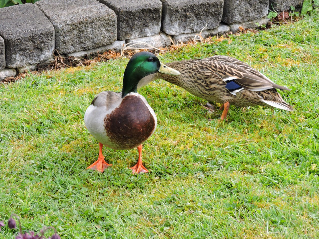 Ducks grassy area brick wall free wallpaper for desktop - medium preview image