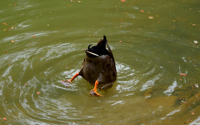 Duck swimming pond leaves water free wallpaper for desktop - medium preview image