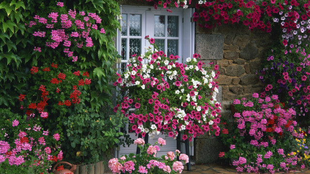 House flowers window white frame free wallpaper for desktop - medium preview image
