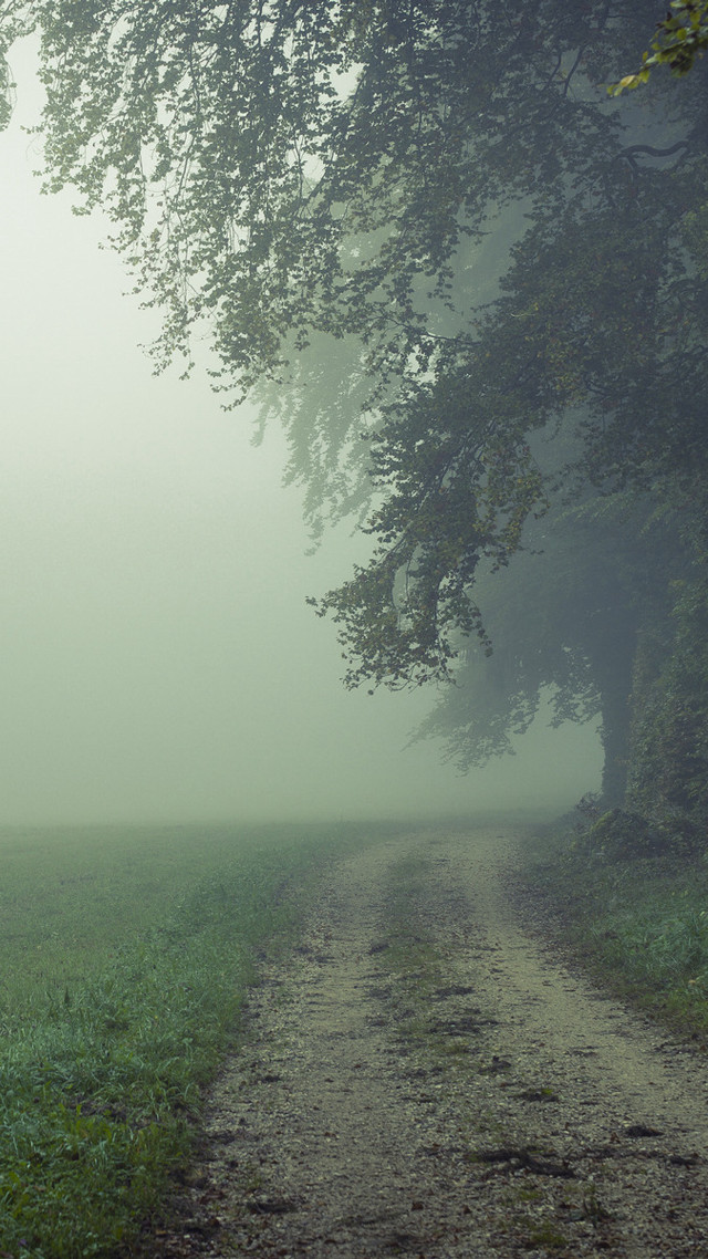 Dirt road tree foggy bench free wallpaper for mobile - medium preview image