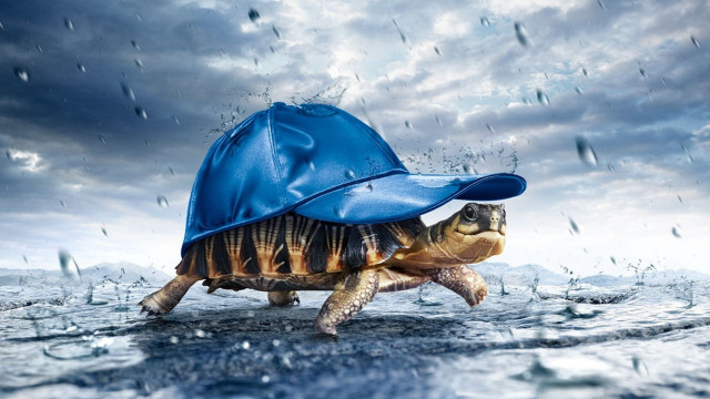 Turtle bluehat rainwater photorealistic beach free wallpaper for desktop - medium preview image
