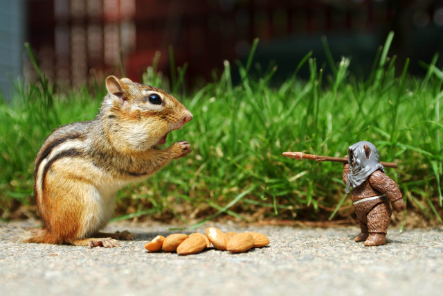 Squirrel toy soldier eating peanuts free wallpaper for desktop - medium preview image