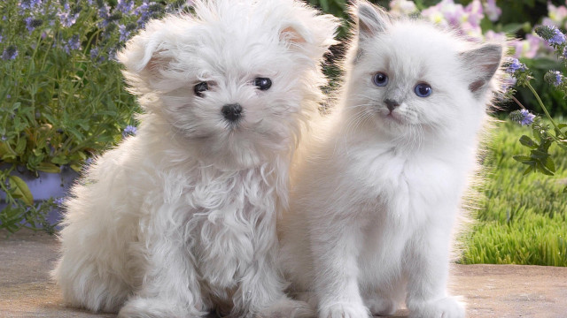 Two white kittens stone slab free wallpaper for desktop - medium preview image