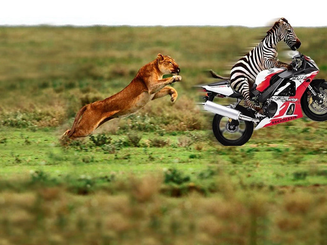 Lion chasing motorcycle zebra field #2 free wallpaper for desktop - medium preview image