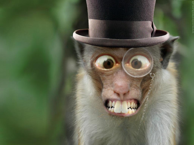 Monkey top hat glasses nose free wallpaper for desktop - medium preview image