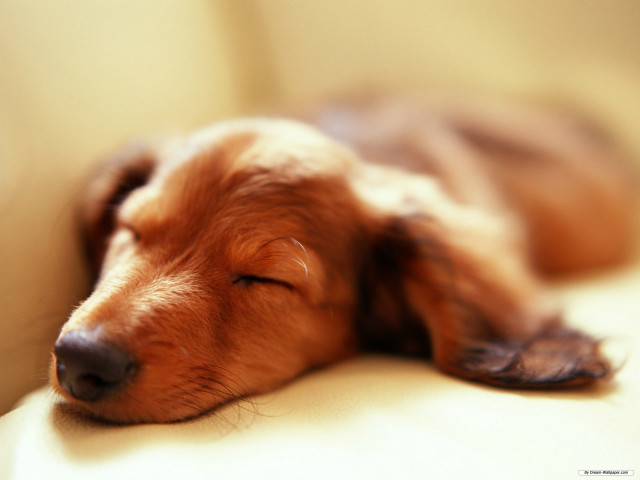 Dog sleeping couch pillow eyes free wallpaper for desktop - medium preview image
