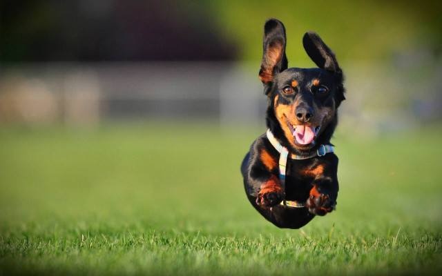 Dog running grass tongue out free wallpaper for desktop - medium preview image