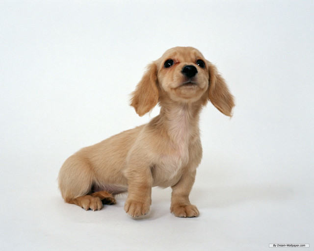 Small dog sitting white background free wallpaper for desktop - medium preview image