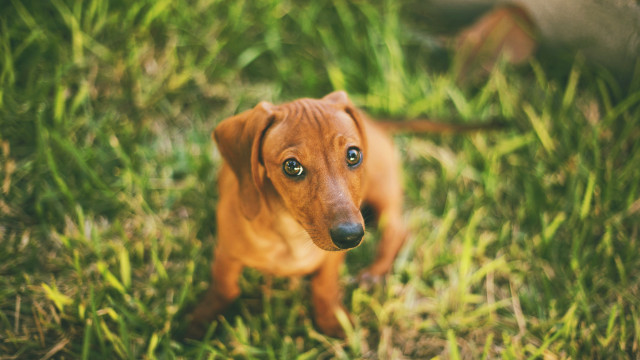 Small brown dog green grass free wallpaper for desktop - medium preview image