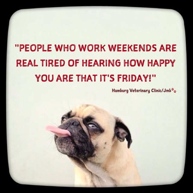 Pug tongue quote famous author free wallpaper for tablet - medium preview image