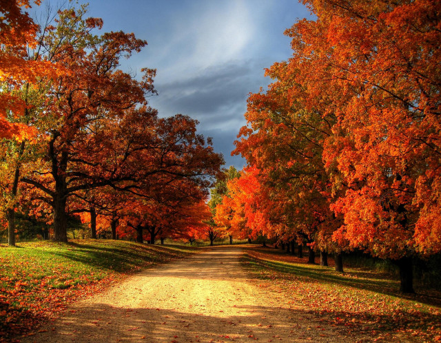 Dirt road trees orange leaves free wallpaper for desktop - medium preview image
