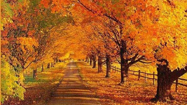 Fall road trees leaves fence #2 free wallpaper for desktop - medium preview image