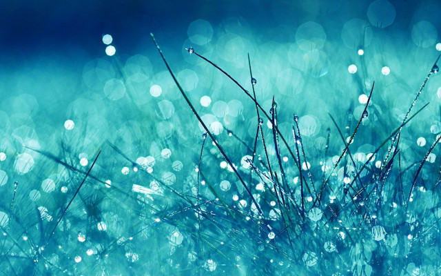 Grass waterdrops blue background blurry free wallpaper for desktop - medium preview image