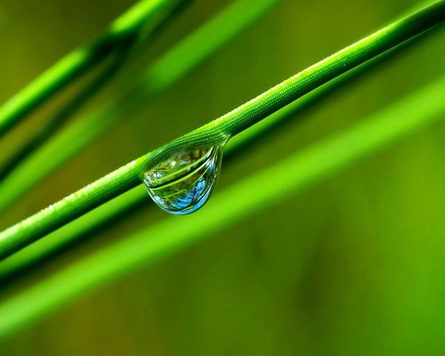 Water drop green plant stem free wallpaper for desktop - medium preview image