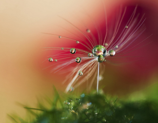 Dandelion water drops pink background free wallpaper for desktop - medium preview image