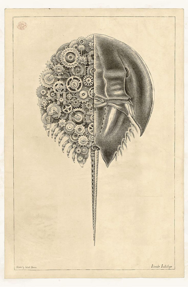 Squid engraving biopunk haeckel monochrome free wallpaper for mobile - medium preview image