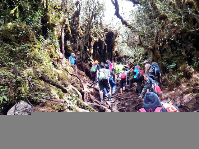 Hikers steep hill woods backpacks free wallpaper for desktop - medium preview image