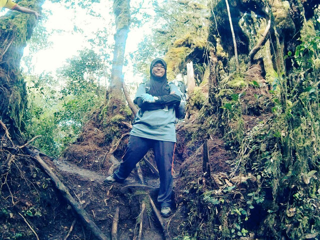 Woman tree branch woods arms free wallpaper for desktop - medium preview image