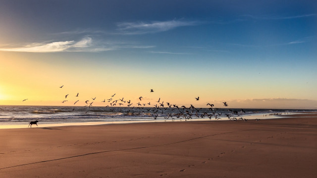 Flock birds flying beach sunset #2 free wallpaper for desktop - medium preview image