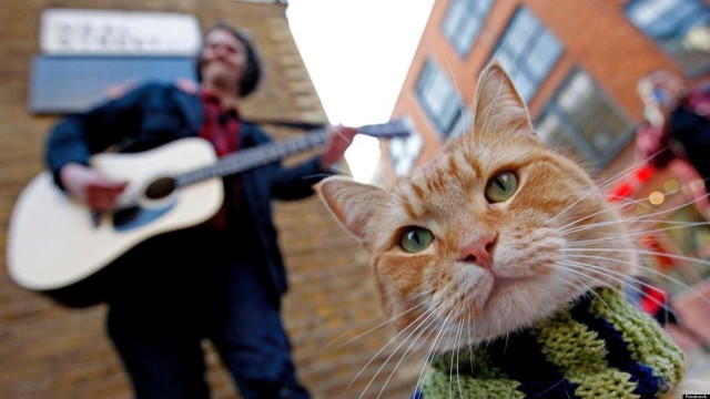 Cat sweater guitar man playing free wallpaper for desktop - medium preview image