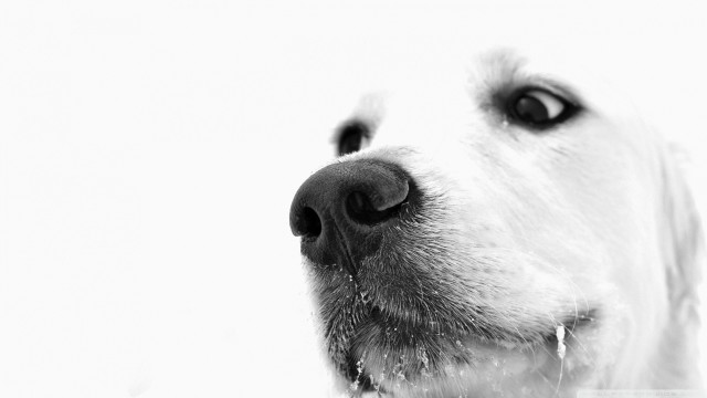 Dog closeup white background black free wallpaper for desktop - medium preview image